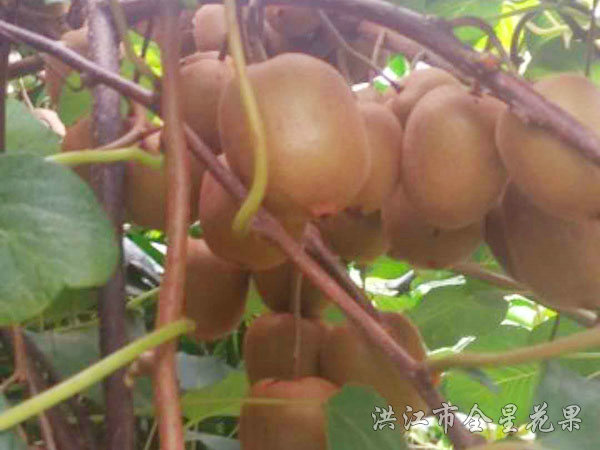 欽獼三號(hào) 欽獼三號(hào)