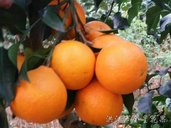 紅美人優(yōu)系017對比圖 紅美人優(yōu)系017對比圖