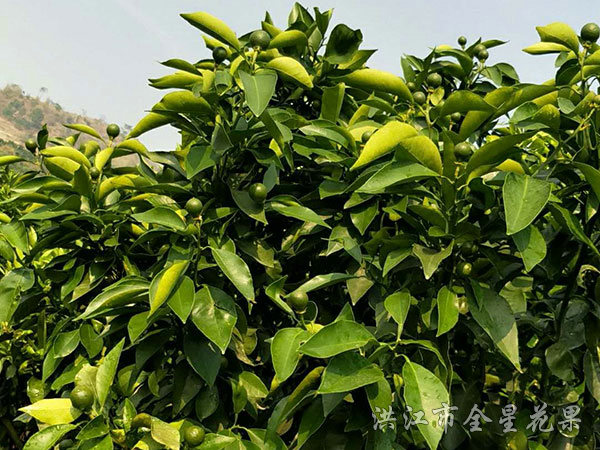 紅美人優(yōu)系017 紅美人優(yōu)系017